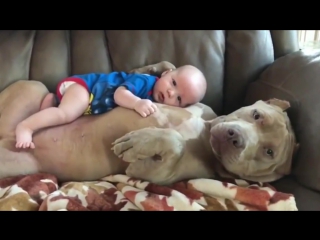 dogs protect teen - teen and dogs are best friends.