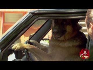 funny dog ​​driving (gags).