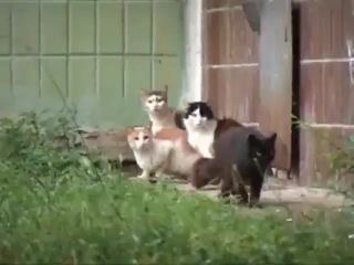 rat and cat fight