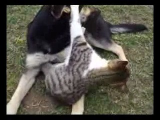 cat and dog fight