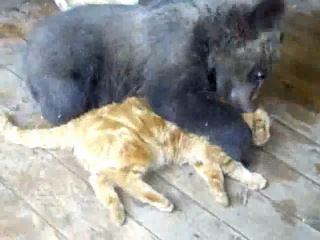 joke fight of a bear cub and a cat