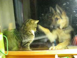 cat dog=fight